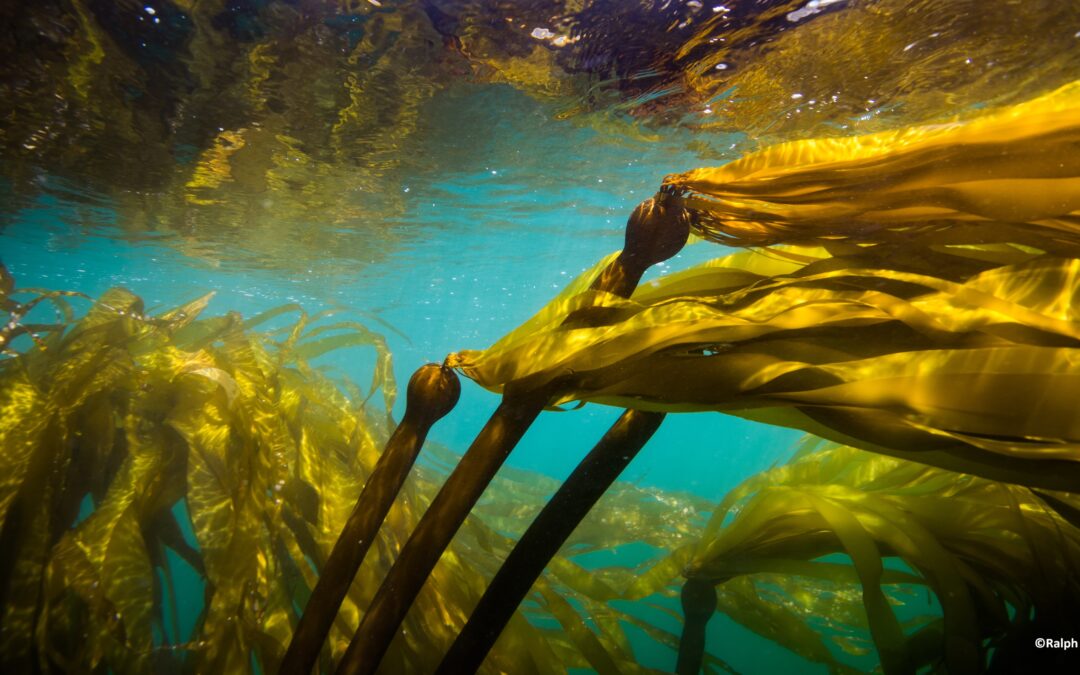 Honda backs 5 living-shoreline projects ranging from coastal Caliornia dunes to kelp farms